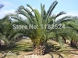 新着ニューSementesデフローレスの種子野菜無料配送10個入り100％本物の新鮮なフェニックスCanariensis種子ツリー