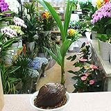 観葉植物 ココヤシ （椰子の実付き） 6号陶器鉢植え ヤシの木 不思議な植物