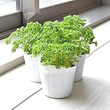 相武ガーデン パセリ苗 3ポットセット