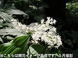 山野草:ユキザサ(雪笹) 9cmポット苗5ポットセット【紫桜館山の花屋】