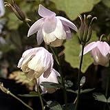 【山野草】桃花風鈴オダマキ