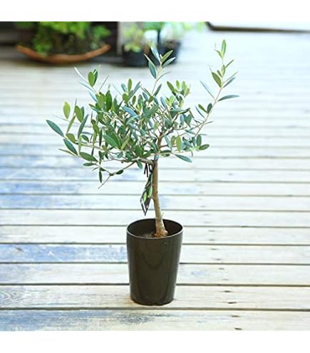 Amazon.co.jp: オリーブの木souju ルッカ 8号 最高等級 極太 : DIY