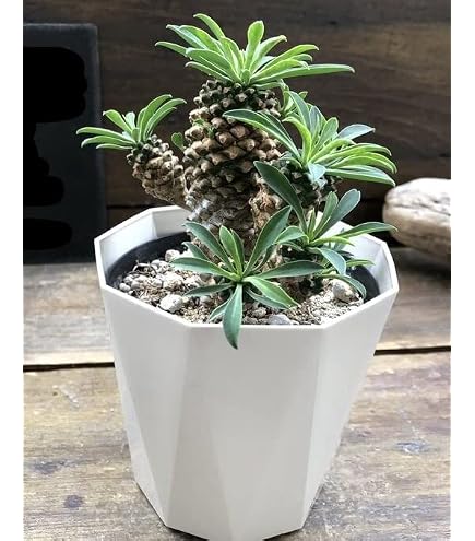 Amazon｜パキポディウム ラメリー 8号大苗【品種で選べる観葉植物/1個
