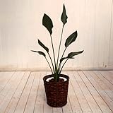 【日比谷花壇】観葉植物「レギネ・バスケット」