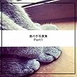 猫の手写真集