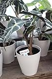 【ラッピング代込】　観葉植物　アロカシア　4.5号鉢　【ギフト】【送料込】