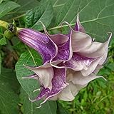 パック50個パープルチョウセンアサガオの種子バルコニーの植物花鉢植え盆栽種子ガーデングリーンハーブ曼荼羅の花の種