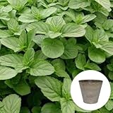 イエルバブエナ 栽培 セット / ハーブ / アートストーン 鉢 プランター / 貯水機能 付 / ベージュ