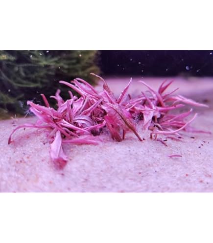 Amazon.co.jp: （水草）ロタラspフラワー 3本（水中葉）無農薬