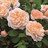 バラ苗 ザレディガーデナー 大苗ＥＲ6Ｌ専用角鉢入 黄色系 イングリッシュローズ