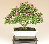 いよじ園 [] 姫サルスベリ/百日紅（小品盆栽） 【花物盆栽】