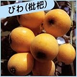 枇杷(びわ)苗木 田中