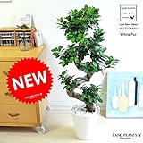 LAND PLANTS 【観葉植物】 ガジュマル 登り竜タイプ （白色セラアート鉢）