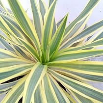 51YM7Gw9h4L._AC_UL210_SR210,