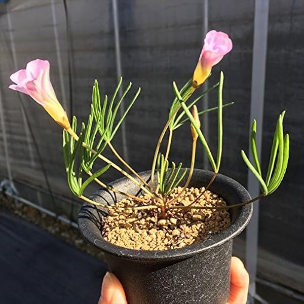 Amazon 球根植物 オキザリス 観葉植物 オンライン通販