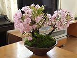 さくら盆栽　　桜の盛り合わせ　桜盆栽と　道具セット　2016年自宅でお花見桜