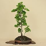 津山桧/ツヤマヒノキ 中品盆栽 （松柏盆栽）（いよじ園 伊予路園）