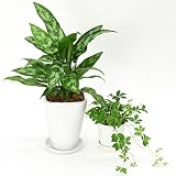 【陶器鉢セット】お好きな植物2点選べる★（4号1点、3号1点） (【4号】アグラオネマ, 【3号】シュガーバイン)