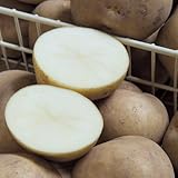 ジャガイモ・きたかむいの種芋（2kg）