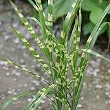 ススキ：タカノハススキ3号 2株セット（矢羽・ヤハズススキ・鷹の羽ススキ） ノーブランド品