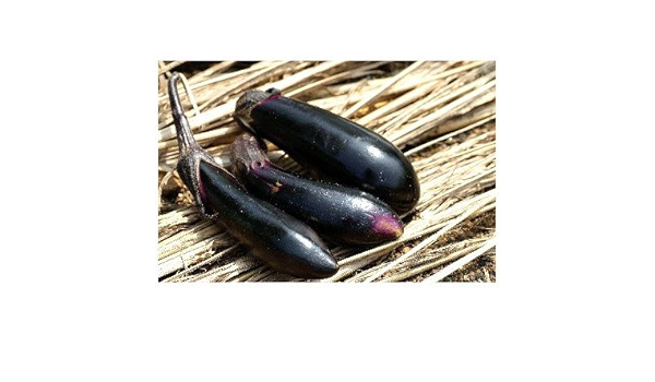 Amazon ポストカード 茄子 なす ナス Photo By水橋正英 ポストカード えはがき絵葉書postcard ポストカード 絵柄付はがき 文房具 オフィス用品