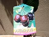 サクランボ　アメリカンチェリー