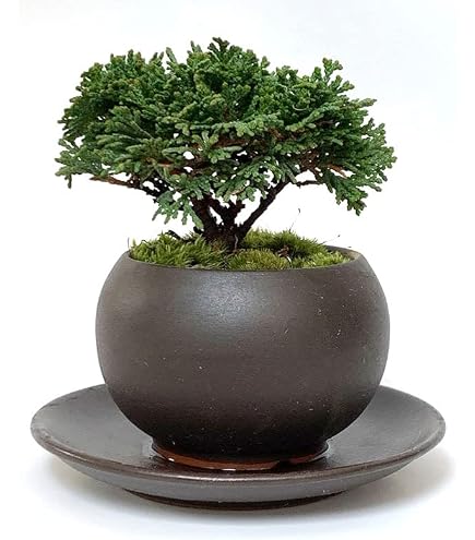 Amazon.co.jp: 石化檜 盆栽 2本セット : DIY・工具・ガーデン
