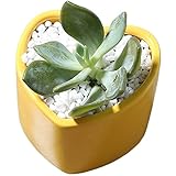 Outflower　植木鉢　陶器　鉢底穴あり　観葉植物　多肉植物　家庭装飾品　園芸用品　サボテン鉢　盆栽鉢　おしゃれ 人気　可愛い　彩色磁器　ハート形　傾斜口　単品