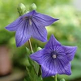 【ノーブランド品】キキョウ：野生種2.5～3号ポット 5株セット[昔懐かしい草丈の高い桔梗]