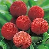 山桃（ヤマモモ）苗木　秀光