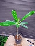 プルメリア苗木 オブツサ・シンガポールホワイト ５号枝無し！花芽なし！ お任せ株！