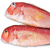 甘鯛延縄　新品 延縄 針を新品に69本全て交換済み 真鯛 甘鯛 かつお よこわ