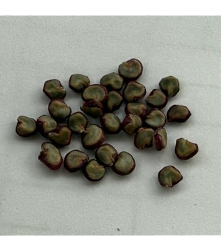 Amazon.co.jp: 【種子】Copiapoa cinerea var. Albispina◇コピアポア