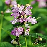 【宿根草】ネペタ「ピンクドリームス」