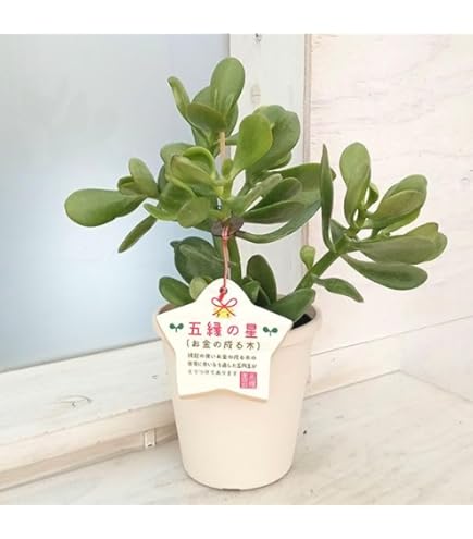 Amazon｜金のなるHappyの木【金のなる木 7号鉢 1個】jade plant 花月