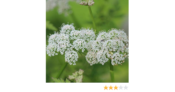 Amazon 紫桜館山の花屋 山菜苗 セリ 芹 9cmポット苗2ポットセット Diy 工具 ガーデン