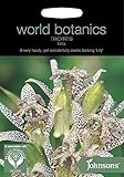 WB 英国ジョンソンズシード Johnsons Seeds world botanics collection Tricyrtis Hirta Toad Lily トリシルティス（ほととぎす）・トウド