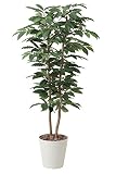 造花アート・観葉植物　コーヒー1.6＜ 就任祝い 昇進祝い 昇任祝いに ＞
