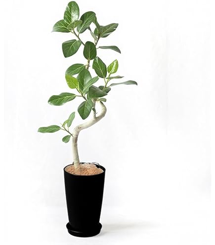 Amazon｜観葉植物 フィカス アムステルダムキング 8号 曲がり 受け皿付