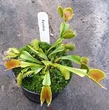 Dionaea muscipula Paradisia - Venus fly trap Paradisia - 5 seeds