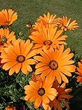 種子オレンジ腺ケープマリーゴールド（アフリカキンセンカ属aurantiaca）野の花