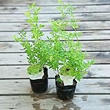 苗：キソケイ　黄素馨*２個セット