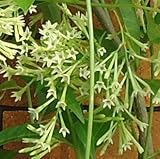 ナイト ジャスミン（夜香木） 5号鉢 8月には一杯咲いて薫ります