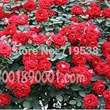 High Quality Bonsai Purple Climbing Rose Seeds For Home Garden 100seeds/bag 6