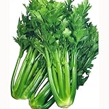 耐病性にすぐれた! トップセラー　数量:1000粒