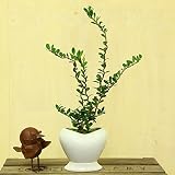 観葉植物：スパイラルドラゴン　苔付き　ハートモダン鉢*受け皿付き