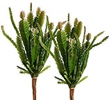 TomYumKung 2 X 5.5" Cacti, Artificial Plants