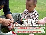 株式会社ハヤシ 芝生 普通高麗芝 (日本芝) 2平米