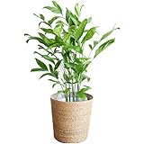 高性チャメドレア 観葉植物 本物 やわらかいかご付 ヤシの木 日陰や寒さに強い やしの木 インテリア
