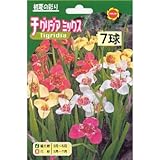 春植え球根 チグリジア ミックス (530782)